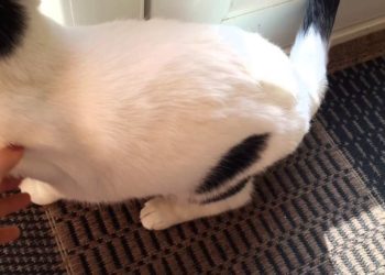 Comment s'occuper d'un faon ?