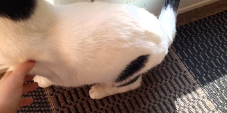 Comment s'occuper d'un faon ?