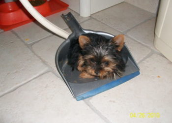 Quel est le poids d'un yorkshire toy ?