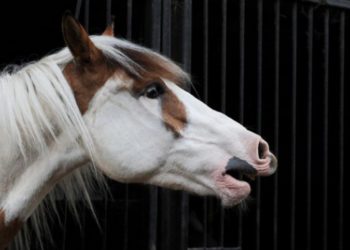 Quel âge ont les chevaux en C ?