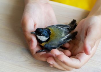 Quand relâcher un oiseau ?