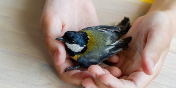 Quand relâcher un oiseau ?