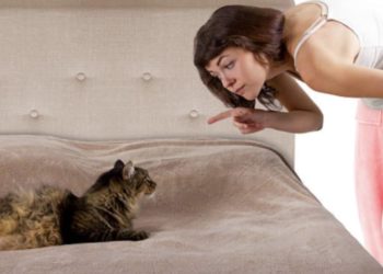 Comment faire pour que mon chat arrête de marquer son territoire dans la maison ?