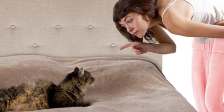 Comment faire pour que mon chat arrête de marquer son territoire dans la maison ?