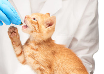 Quel médicament pour vermifuger un chat ?