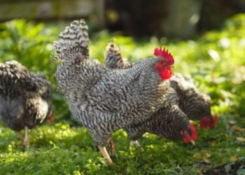 Est-ce que les guppy pondent des œufs ?