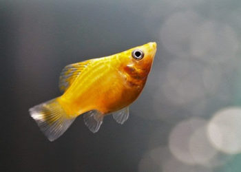 Comment savoir si une femelle Molly est enceinte ?