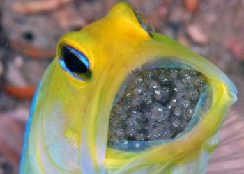 Comment naissent les bébés poissons ?