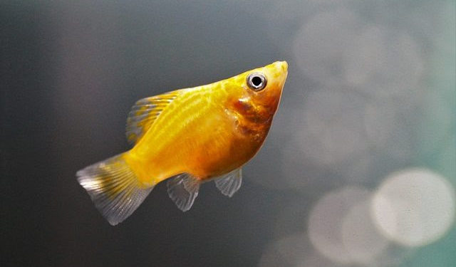 Comment savoir si une femelle Molly est enceinte ?