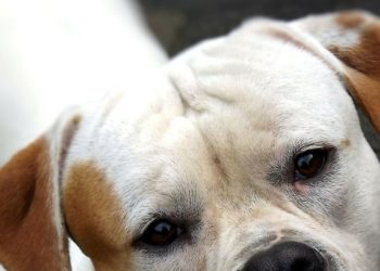 Comment savoir si un chien malade souffre ?