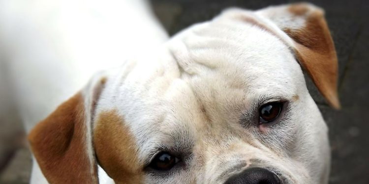 Comment savoir si un chien malade souffre ?