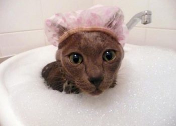 Est-ce que le husky aime l'eau ?