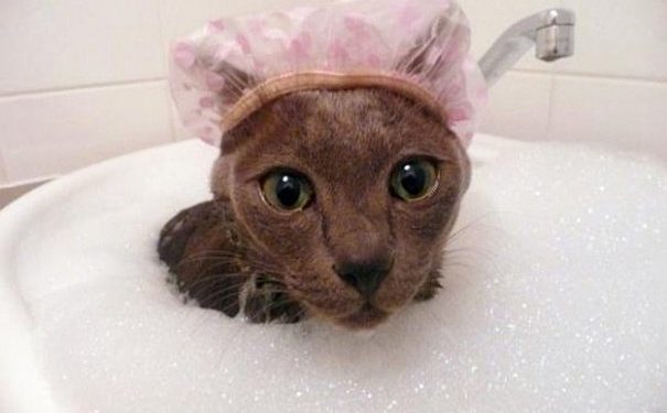 Est-ce que le husky aime l'eau ?