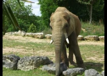 Quelle est l'animal le plus malin du monde ?
