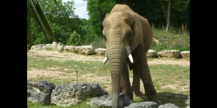 Quelle est l'animal le plus malin du monde ?