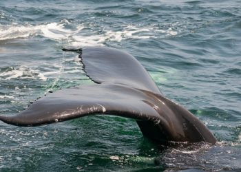 Quel est l'animal le plus connu dans le monde ?