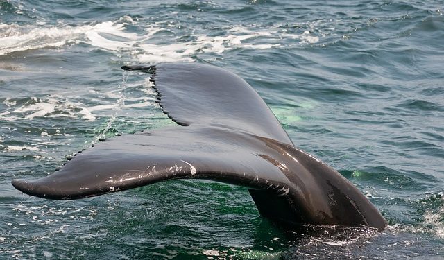 Quel est l'animal le plus connu dans le monde ?