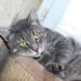 Quelle est la race d'un chat tigré gris ?