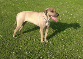 Comment savoir la race de mon chien croisé ?