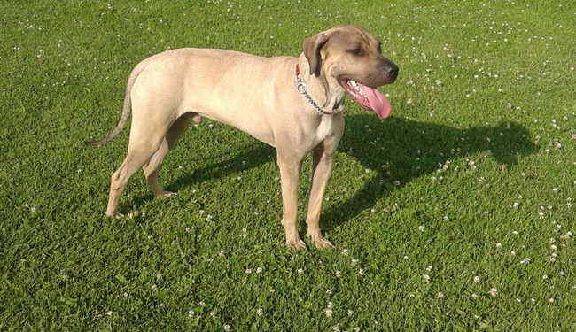 Comment savoir la race de mon chien croisé ?