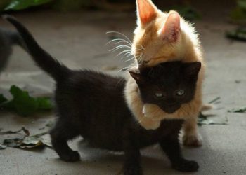 Comment savoir si 2 chats s'entendent pas ?