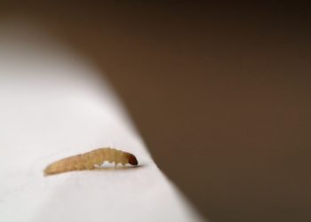 Comment se débarrasser définitivement des vers intestinaux ?