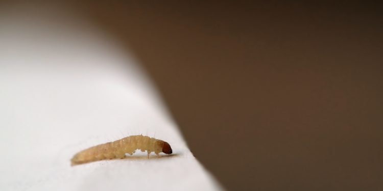 Comment se débarrasser définitivement des vers intestinaux ?