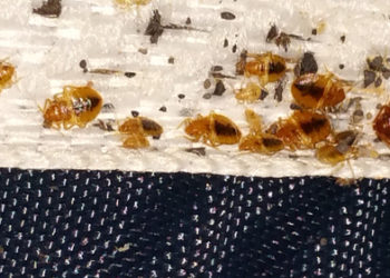 Comment savoir si insecte dans bois ?