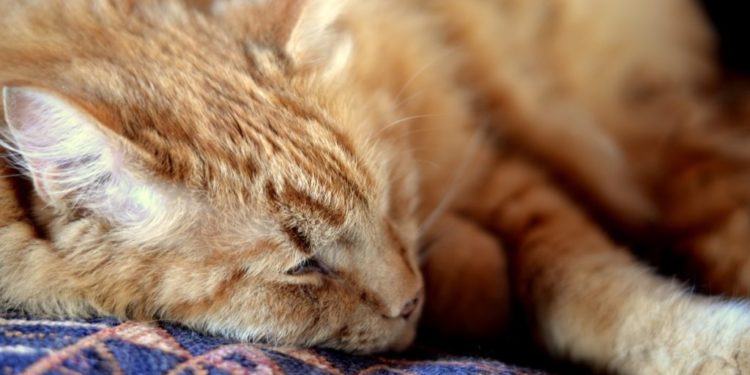 Comment meurt un chat ?