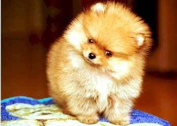 Quel est le prix d'un Spitz nain Pomeranien ?