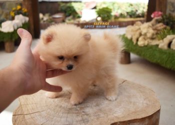 Quelle taille a un Spitz nain à l'âge adulte ?