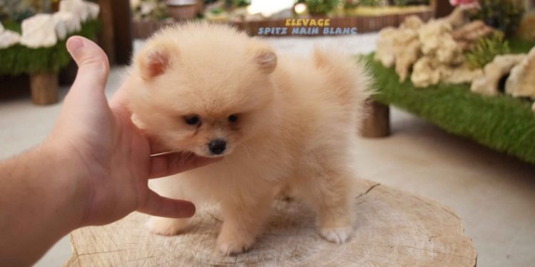 Quelle taille a un Spitz nain à l'âge adulte ?