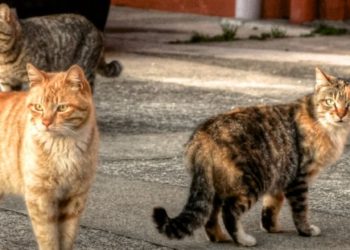 Quelle est la différence entre un chat de gouttière et un chat européen ?