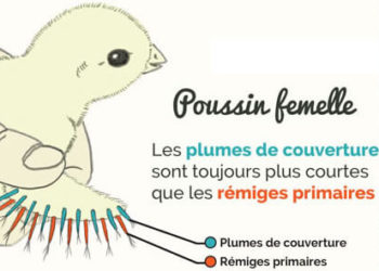 Comment savoir si un poussin est une poule ou un coq ?