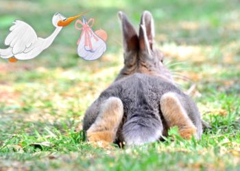 Comment savoir que le lapin est en gestation ?
