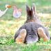 Comment savoir que le lapin est en gestation ?