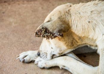Est-ce que les tiques sont dangereux pour les chiens ?