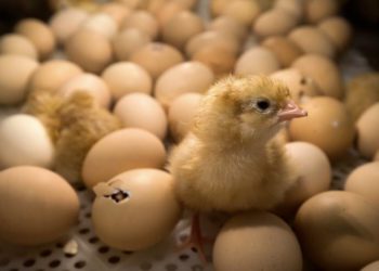 Pourquoi on tue les poussins mâles ?