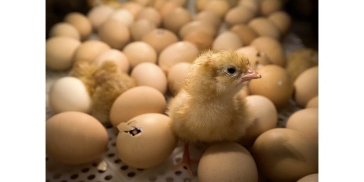 Pourquoi on tue les poussins mâles ?
