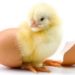 Comment avoir que des poussins femelles ?