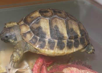 Comment reconnaître la race d'une tortue de terre ?