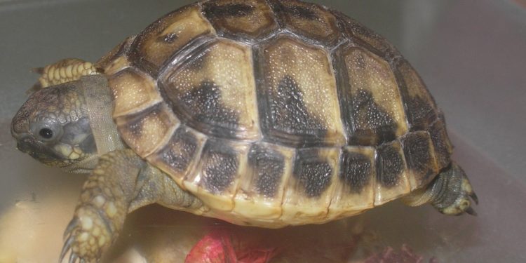Comment reconnaître la race d'une tortue de terre ?