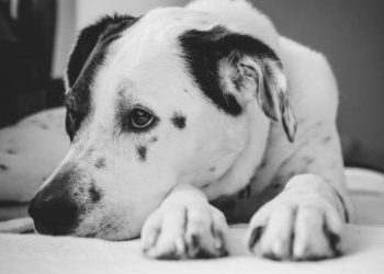 Est-ce que un chien sait qu'il va mourir ?