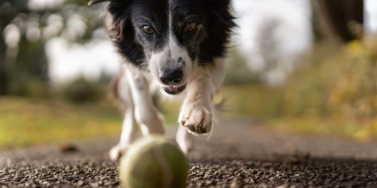 Quelle sont les signes d'une fin de vie d'un chien ?