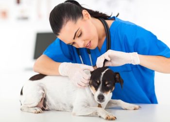 Comment un chien attrape des vers ?