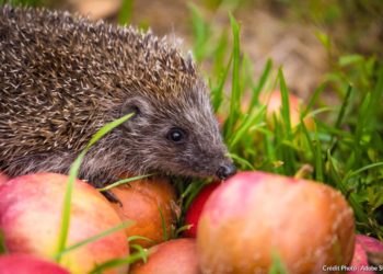 Est-il bon d'avoir un hérisson dans son jardin ?