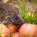 Est-il bon d'avoir un hérisson dans son jardin ?