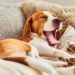 Pourquoi mon chien est un glouton ?