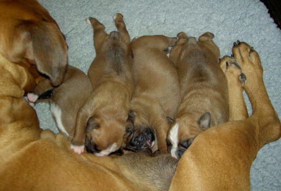 Comment savoir quand une chienne est prête pour saillie ?