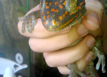 Comment attraper une tourterelle sauvage ?